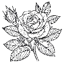 Blumen-Rosen-Malvorlage-Rose-Ausmalbild-Windows-Color-828.jpg
