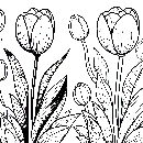 Blumen-Tulpe-Malvorlage-Tulpen-Ausmalbild-Windows-Color-084.jpg