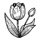 Blumen-Tulpe-Malvorlage-Tulpen-Ausmalbild-Windows-Color-138.jpg