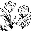 Blumen-Tulpe-Malvorlage-Tulpen-Ausmalbild-Windows-Color-145.jpg