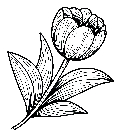 Blumen-Tulpe-Malvorlage-Tulpen-Ausmalbild-Windows-Color-227.jpg