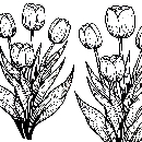 Blumen-Tulpe-Malvorlage-Tulpen-Ausmalbild-Windows-Color-236.jpg