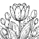 Blumen-Tulpe-Malvorlage-Tulpen-Ausmalbild-Windows-Color-256.jpg
