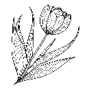 Blumen-Tulpe-Malvorlage-Tulpen-Ausmalbild-Windows-Color-277.jpg