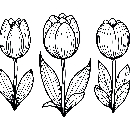 Blumen-Tulpe-Malvorlage-Tulpen-Ausmalbild-Windows-Color-370.jpg