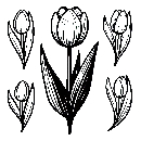 Blumen-Tulpe-Malvorlage-Tulpen-Ausmalbild-Windows-Color-411.jpg