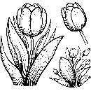 Blumen-Tulpe-Malvorlage-Tulpen-Ausmalbild-Windows-Color-500.jpg