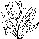 Blumen-Tulpe-Malvorlage-Tulpen-Ausmalbild-Windows-Color-521.jpg