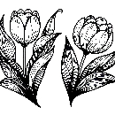 Blumen-Tulpe-Malvorlage-Tulpen-Ausmalbild-Windows-Color-536.jpg