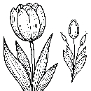 Blumen-Tulpe-Malvorlage-Tulpen-Ausmalbild-Windows-Color-564.jpg