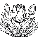 Blumen-Tulpe-Malvorlage-Tulpen-Ausmalbild-Windows-Color-616.jpg
