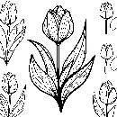 Blumen-Tulpe-Malvorlage-Tulpen-Ausmalbild-Windows-Color-674.jpg