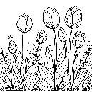 Blumen-Tulpe-Malvorlage-Tulpen-Ausmalbild-Windows-Color-738.jpg