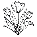 Blumen-Tulpe-Malvorlage-Tulpen-Ausmalbild-Windows-Color-749.jpg