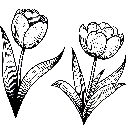 Blumen-Tulpe-Malvorlage-Tulpen-Ausmalbild-Windows-Color-754.jpg