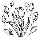Blumen-Tulpe-Malvorlage-Tulpen-Ausmalbild-Windows-Color-832.jpg