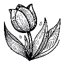 Blumen-Tulpe-Malvorlage-Tulpen-Ausmalbild-Windows-Color-903.jpg