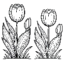 Blumen-Tulpe-Malvorlage-Tulpen-Ausmalbild-Windows-Color-974.jpg