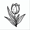 Tulpe-Ausmalbild-Malvorlage-Windows-Color-202.jpg