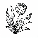 Tulpe-Ausmalbild-Malvorlage-Windows-Color-372.jpg