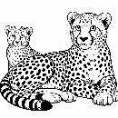 Gepard-Malvorlage-Ausmalbild-117.jpg