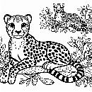 Gepard-Malvorlage-Ausmalbild-538.jpg