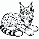 Luchs-Malvorlage-Ausmalbild-Lux-084.jpg