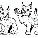 Luchs-Malvorlage-Ausmalbild-Lux-270.jpg