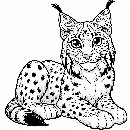 Luchs-Malvorlage-Ausmalbild-Lux-544.jpg