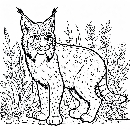 Luchs-Malvorlage-Ausmalbild-Lux-629.jpg