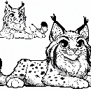 Luchs-Malvorlage-Ausmalbild-Lux-805.jpg