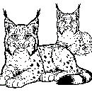 Luchs-Malvorlage-Ausmalbild-Lux-819.jpg