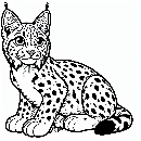 Luchs-Malvorlage-Ausmalbild-Lux-975.jpg